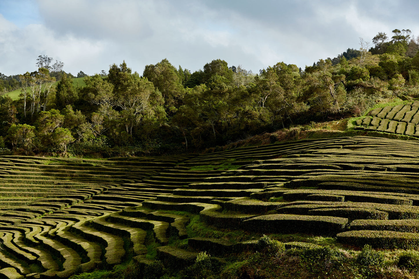 VYDA Infinitea - First Harvest Azorean Green Tea, L-Theanine
